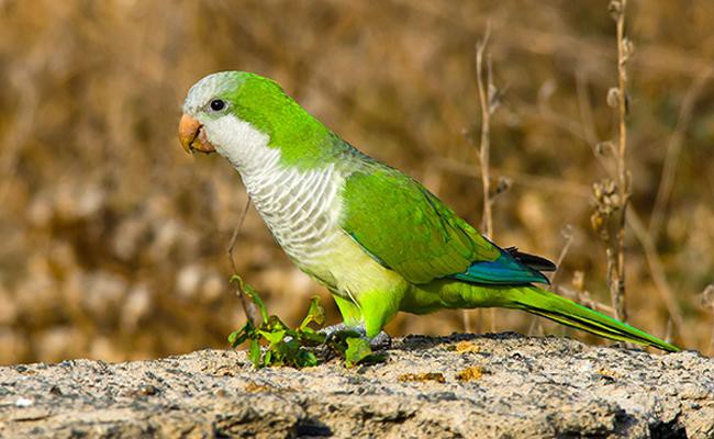 quacker-parrots-bird-pets