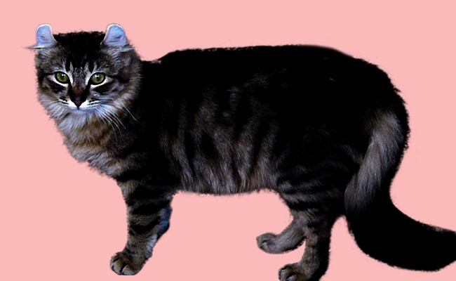 american-curl - Black Cat Breeds