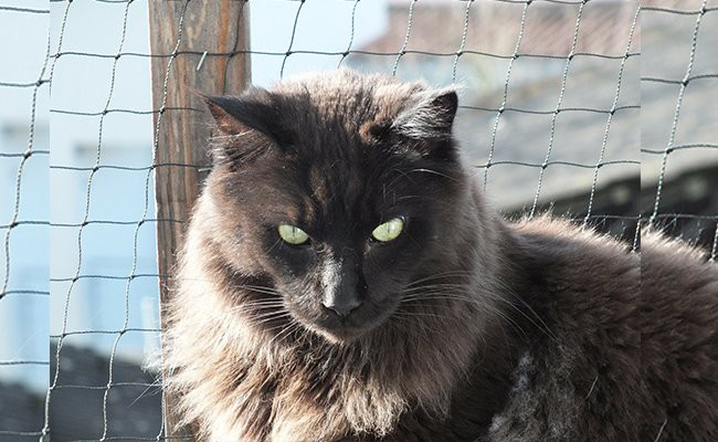 american-longhair - Black Cat Breeds
