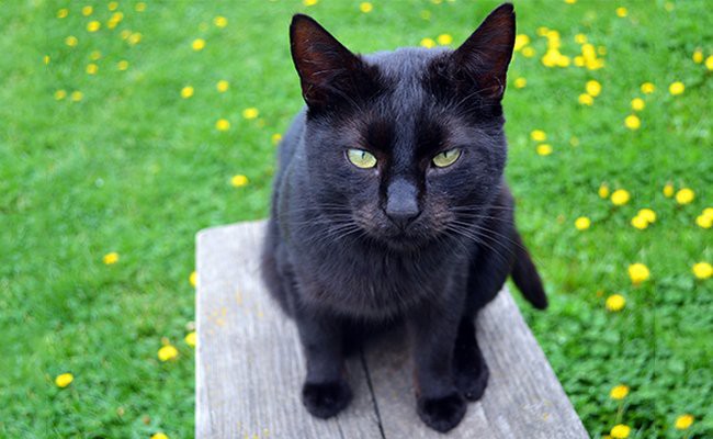 bombay-cats - Black Cat Breeds
