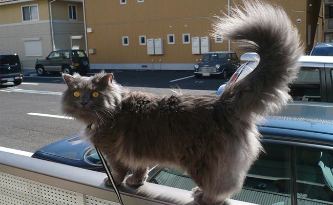 large black cat with long tail