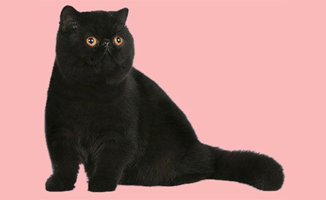 exotic-shorthair - Black Cat Breeds
