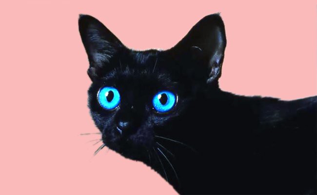 all black cat with blue eyes