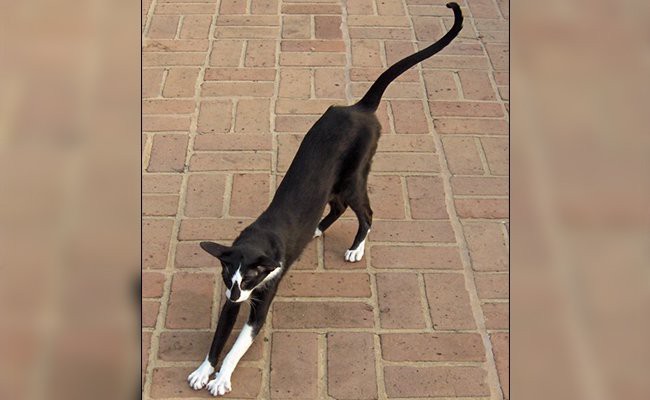 oriental-shorthair - Black Cat Breeds
