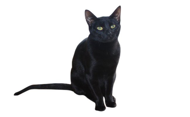 russian-black - Black Cat Breeds