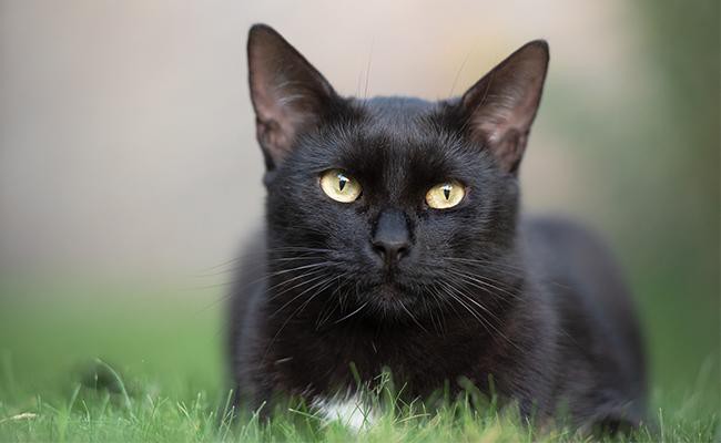 are black cats usually male