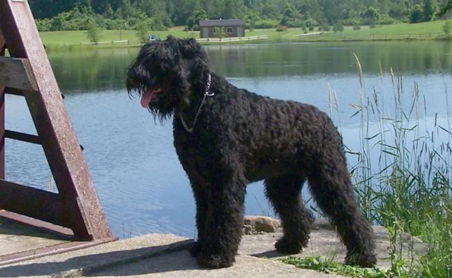 black-russian-terrier-breed-characteristics-sheet