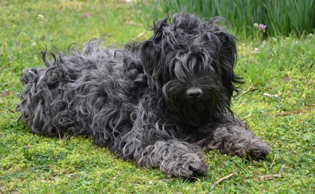 black-russian-terrier-temperament