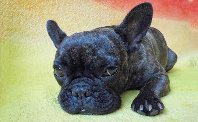 coat-color-and-appearance-blue-french-bulldog