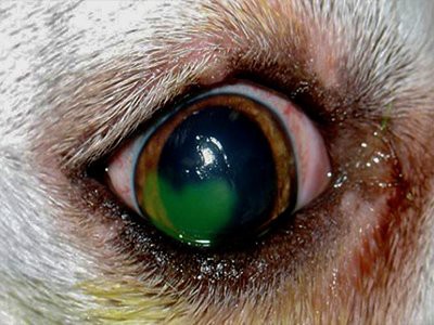 blue-heeler-progressive-retinal-atrophy