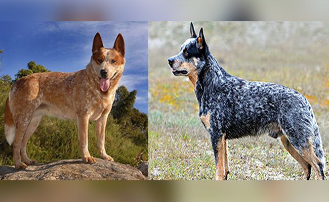 blue heeler average size