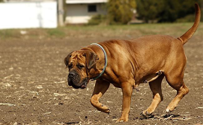 are boerboel hypoallergenic