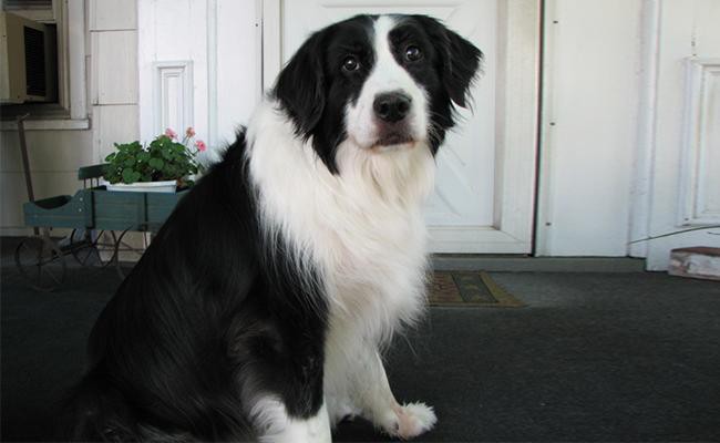 furminator for border collie