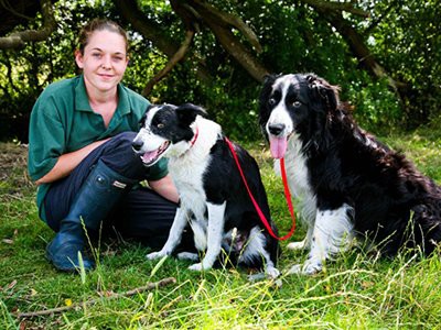 awareness-about-related-health-issues-border-collie-puppy