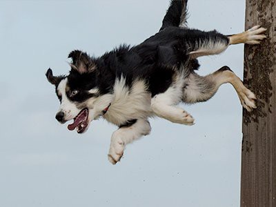 border-collie-puppy-exercise