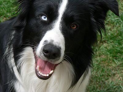 border-collie-puppy-eye-anoumoly