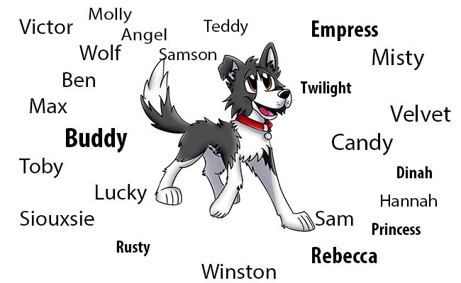 border-collie-puppy-names
