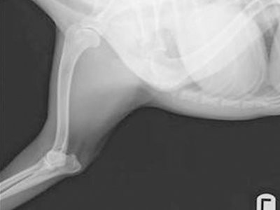 border-collie-puppy-osteochondritis-dissecans