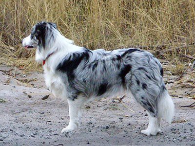 hypothyroidism-border-collie-puppy