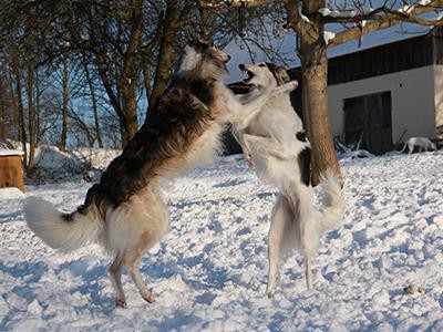 history-of-hunting-with-borzoi-dogs