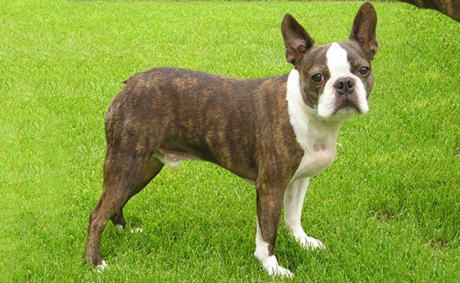 Boston Terrier Puppy Facts About The Pride Of America