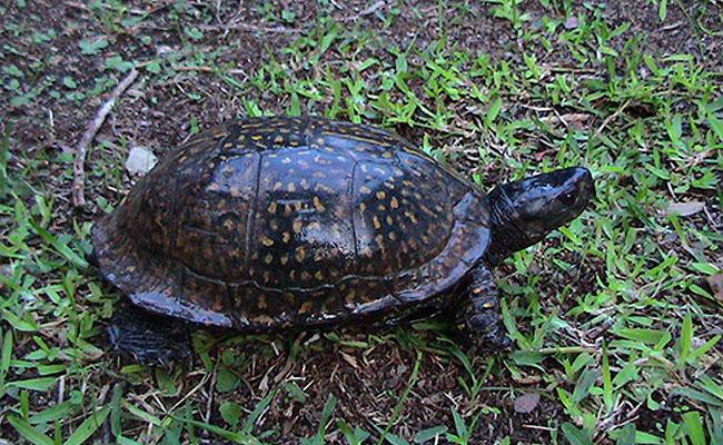 gulf-coast-box-turtle