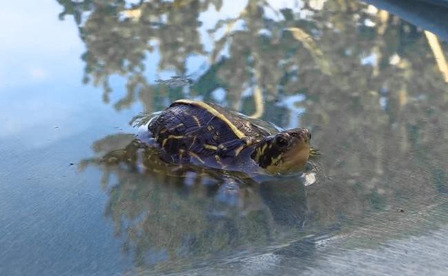water-box-turtle-care