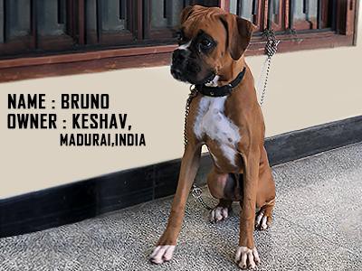 boxer-bruno