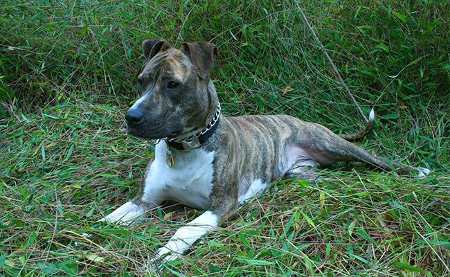 silver brindle pitbull