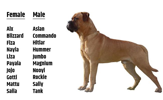 best name for a female mastiff