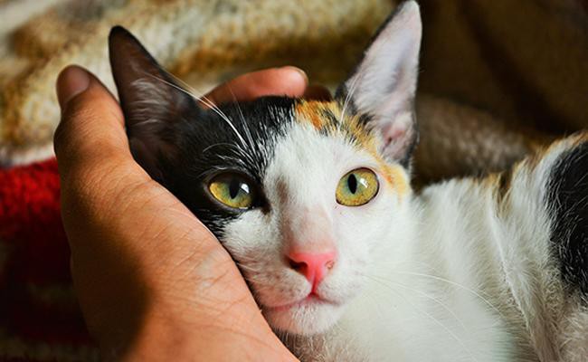 Calico Cats Facts Genetics Temperament Types Petmoo Calico Cats Facts Genetics Temperament Types Petmoo