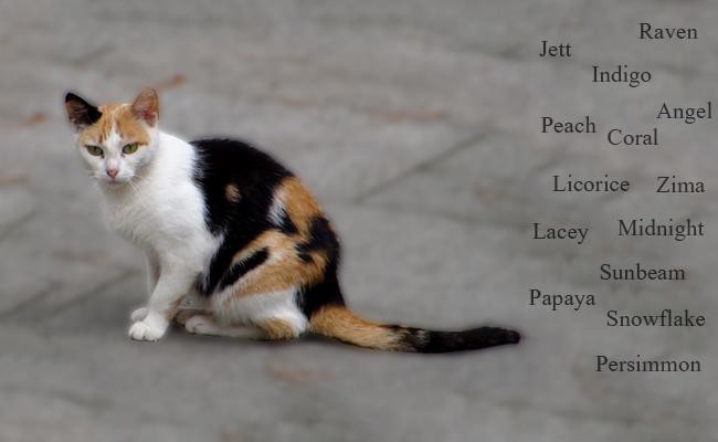 calico-cat-names