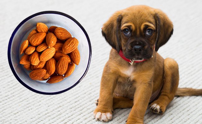 are-almonds-safe-for-dogs