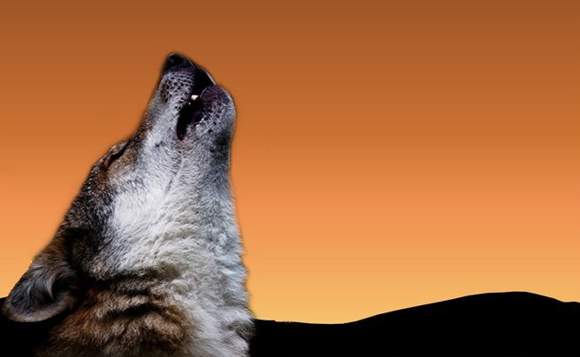 what-should-you-do-when-your-dog-howls