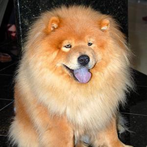 chow-chow-smart-pup