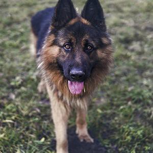 german-shepherd-smart-pup