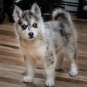 pomsky-smart-pup