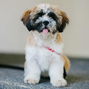 shih-tzu-smart-pup