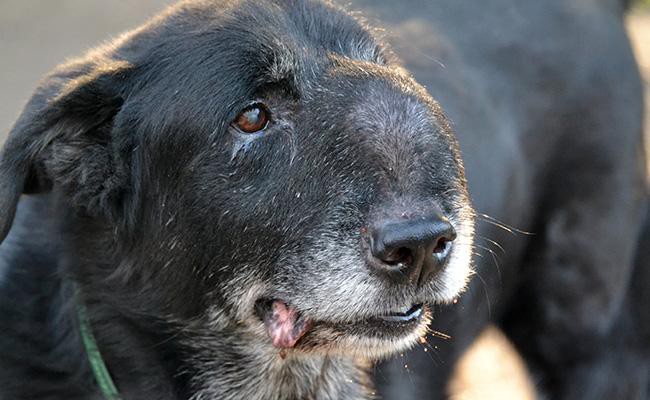 early-symptoms-of-cancer-in-dogs