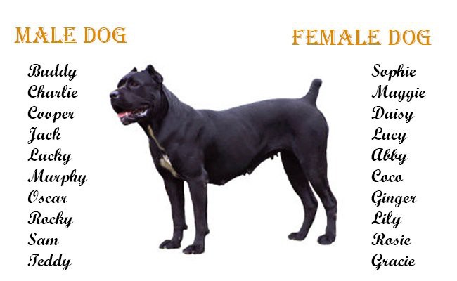 best cane corso names