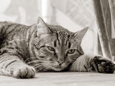 feline-immunodeficiency-virus-fiv-in-cat