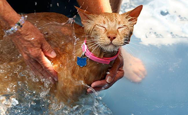 bathing-a-cat - Cat Grooming