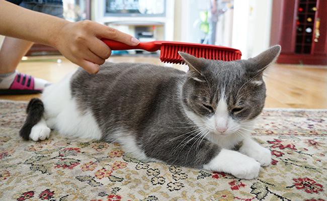 brushing-the-cats-hair - Cat Grooming