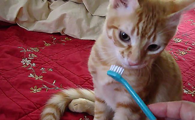 dental-care - Cat Grooming