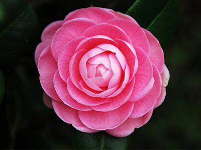 camellia