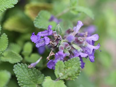 catmint