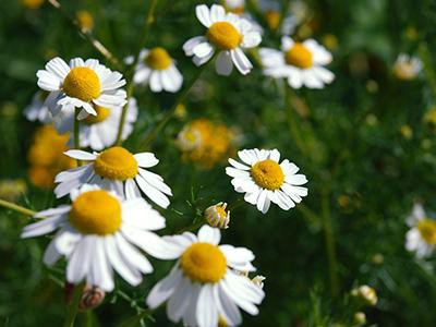 german-chamomile