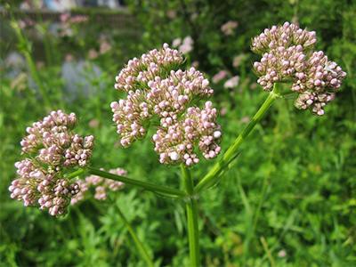 valerian