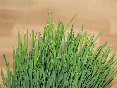 wheatgrass