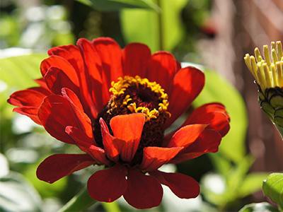 zinnias